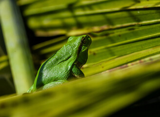 Green tree frog or tree frog on a palm tree close-up