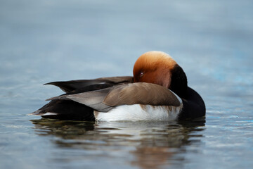 Adult male red-crested pochard (Netta rufina) resting on Lake Starnberg