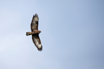 Adult Common Buzzard (Buteo buteo) circeling in the sky