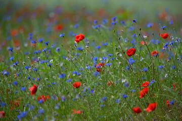 Beautiful and colourful field of corn poppy and cornflower
