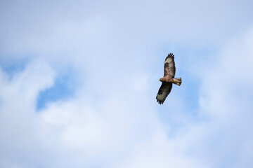 Adult Common Buzzard (Buteo buteo) circeling in the sky