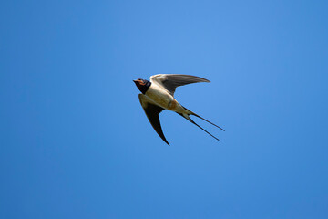 Adult male barn swallow (Hirundo rustica) in flight against the blue sky