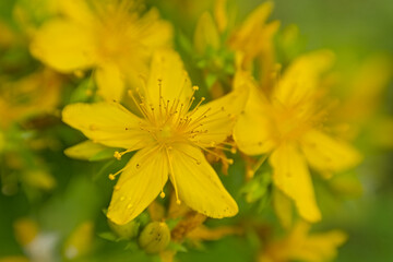 coloseup of the  yellow flowers of Saint john`s wort -  - Hypericum perforatum 