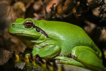 Green tree frog or tree frog on a palm tree close-up