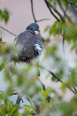 common woodpigeon (columba palumbus) perching on a branch in a cherry tree