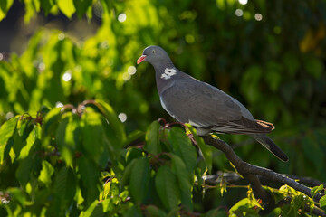 common woodpigeon (columba palumbus) perching on a branch in a cherry tree