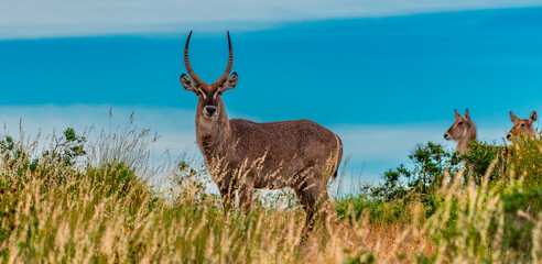 Waterbuck antelope in South African wildlife reserve