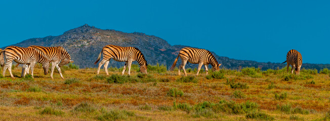 zebras grazing on the savannah