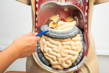 Student teenage learning anatomy biology with human body model in classroom at high school.