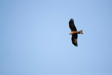 Obraz premium Adult Black Kite (Milvus migrans) in flight