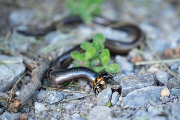 common burying beetle (niccrophorus vespillo) on a dead common slow-worm (anguis fragilis)