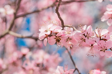 Bees busy on the blooming peach blossoms in spring