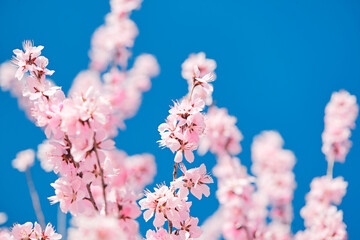 Peach blossoms blooming outdoors in spring