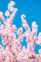 Peach blossoms blooming outdoors in spring
