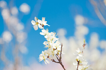 Peach blossoms blooming outdoors in spring