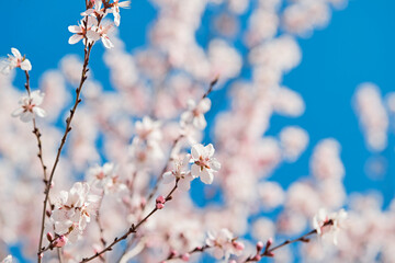 Peach blossoms blooming outdoors in spring