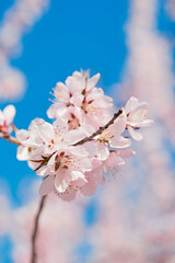 Obraz premium Peach blossoms blooming outdoors in spring