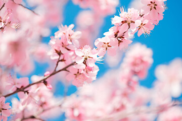 Peach blossoms blooming outdoors in spring
