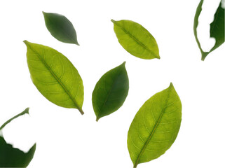 Various Green Leaves Isolated on a White Background for Natural Aesthetic Appeal Isolated on a white background