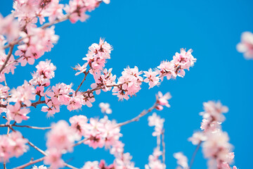 Peach blossoms blooming outdoors in spring