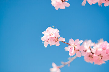 Peach blossoms blooming outdoors in spring