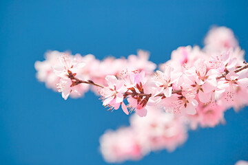 Peach blossoms blooming outdoors in spring