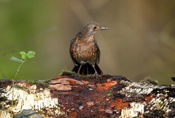 Amsel, weiblich, auf Ast