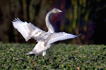 Singschwan, 2. Kalenderjahr