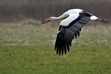 Weißstorch im Tiefflug