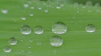  Macro of rain drops on a green grass blade, selective focus with bokeh background 