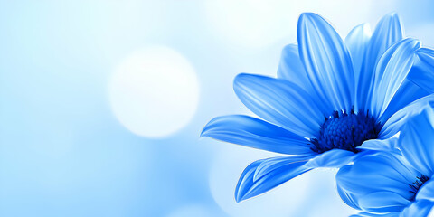 Blue Flower Illustration Soft Background