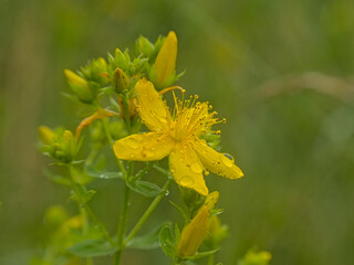 Macro of the bright yellow flowers of perforate St John`s-wort with raindrops, selective focus with...
