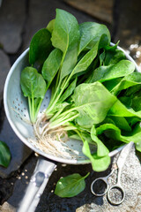 Washing fresh green spinach leaves in a metal colander outdoor. Raw organic baby spinach heap close...