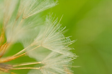 Macro of dandelion seeds with raindrops. Closeup of the seed of a dandelion clock with rain drops, selective focus with green bokeh background - taraxacum
