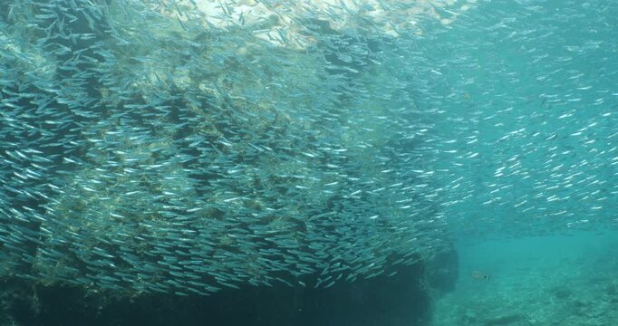 silversides atherinas sun shine and beams underwater silverside fish school Atherina boyeri mediterranean sea
