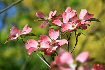 Obraz premium 핑크색 미국산딸나무 꽃 개화