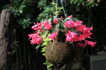 원예식물, 가재발 선인장