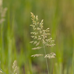 Closeup of the yellow flower of yorkshire fog grass, selective focus with green bokeh background 