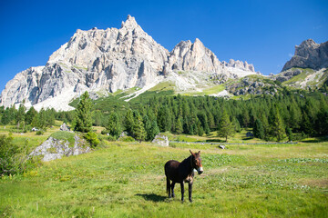 Horses in the beautiful Dolomites