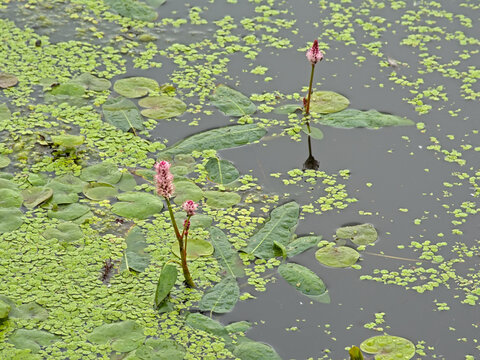 Pink water smartweed flowers and green duckweed in a lake in Bourgoyen nature res`erve, Ghent, Flanders, Belgium - Persicaria amphibia, selective focus 