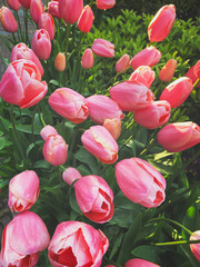 Bouquet of pink tulips flowers in the garden