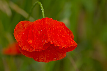 Closeup of a red poppy flower with raindrops, selective focus with green bokeh background -...