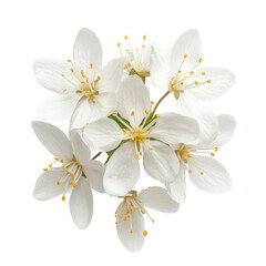 Fototapeta premium A slender deutzia flower in a top view arrangement captured against a clean transparent background, Single slender deutzia flower top view isolated on transparent background