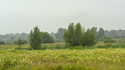Meadow with wildflowers and trees on a rainy day in Bourgoyen nature reserve, Ghent, Flanders,...