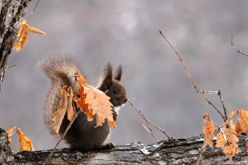 red squirrel
