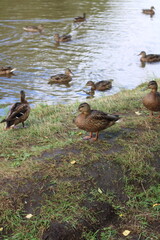 There are a lot of ducks on the river bank,