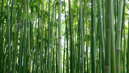 A serene bamboo forest with tall green stalks reaching towards the sunlight, creating a tranquil atmosphere filled with lush foliage and natural beauty.  