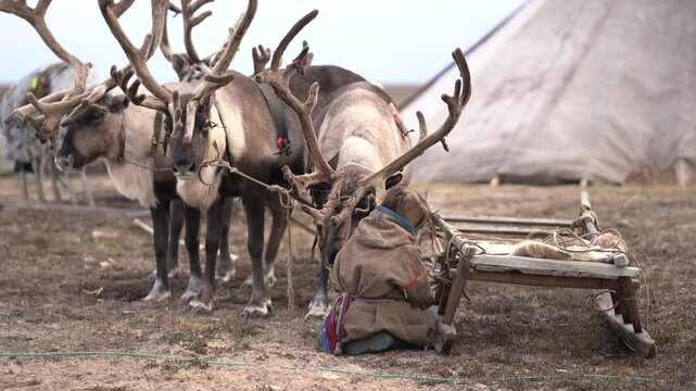 A child from Yamal in the Tundra takes care of and plays with domestic reindeer near the camp in autumn