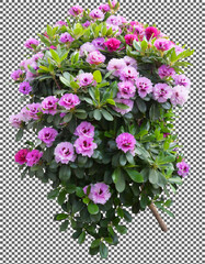 Colorful Rhododendron Blossoms on Lush Green Plant on transparent background, png, psd
