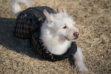 A white mixed breed dog is having a happy time in the field.